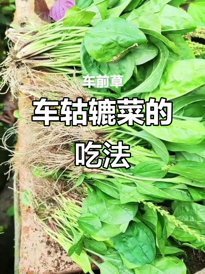 车前草:农村常见却少有人知的野菜,做法多样美味十足