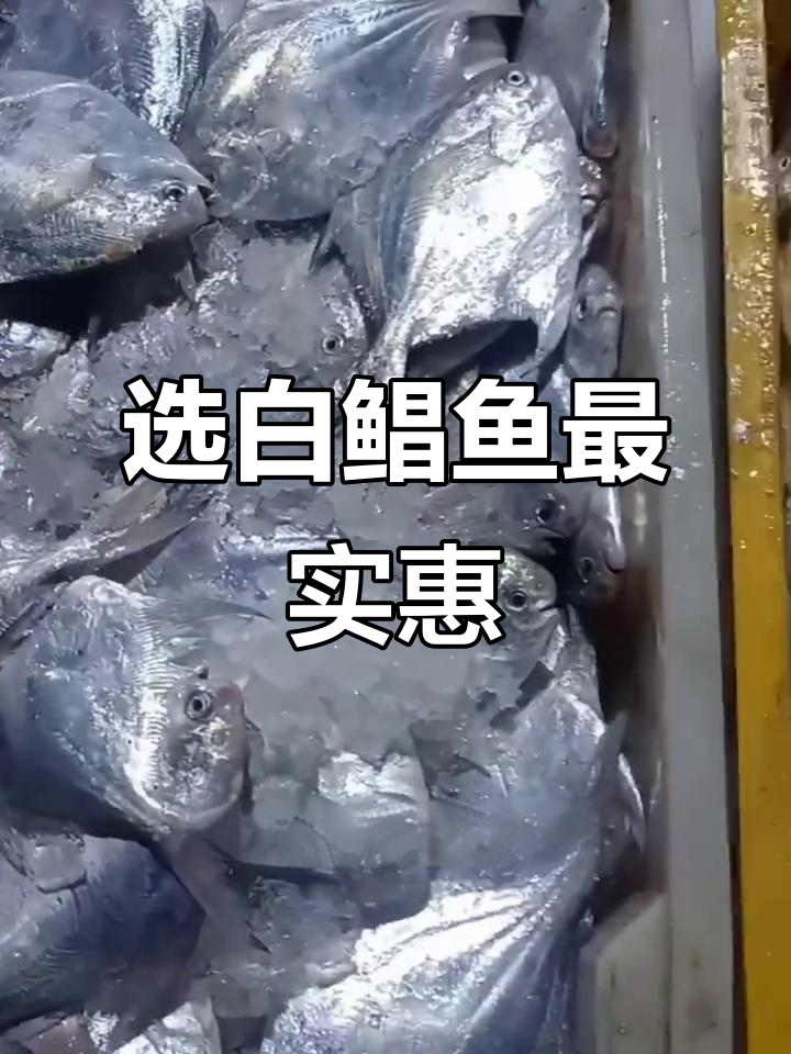 白鲳鱼肥美鲜嫩,清蒸红烧都美味!