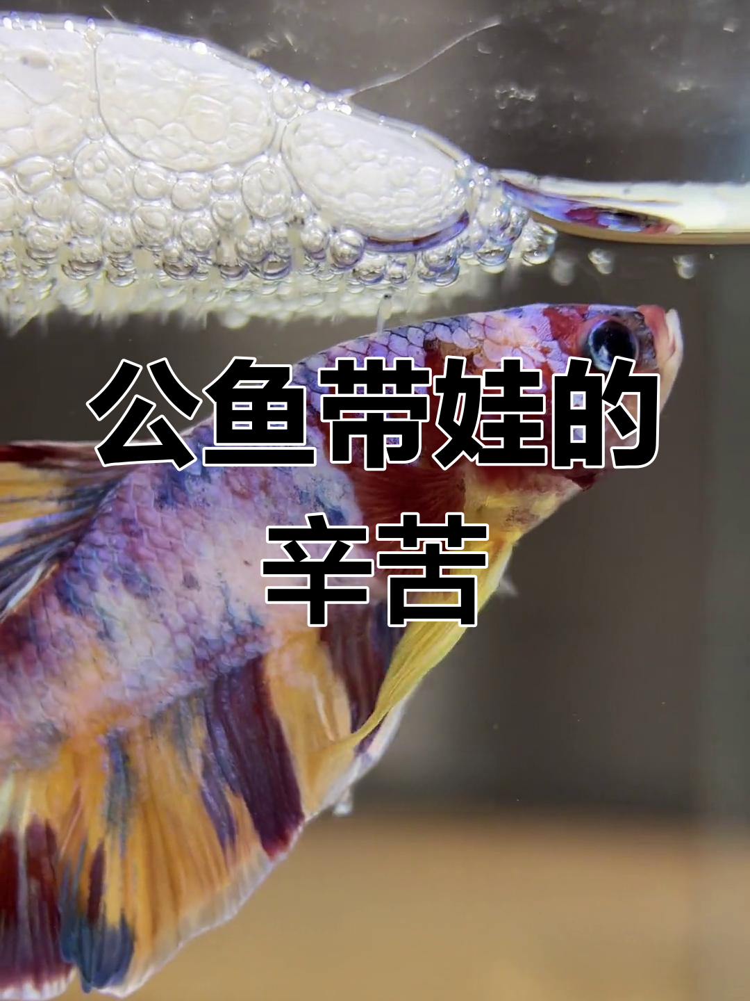 泰国斗鱼如何照顾孩子?公鱼的“家暴”背后是爱与责任