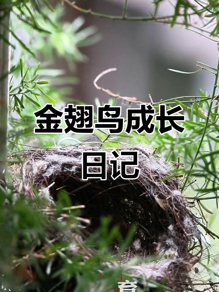 金翅鸟成长全纪录：从蛋到飞翔的奇迹