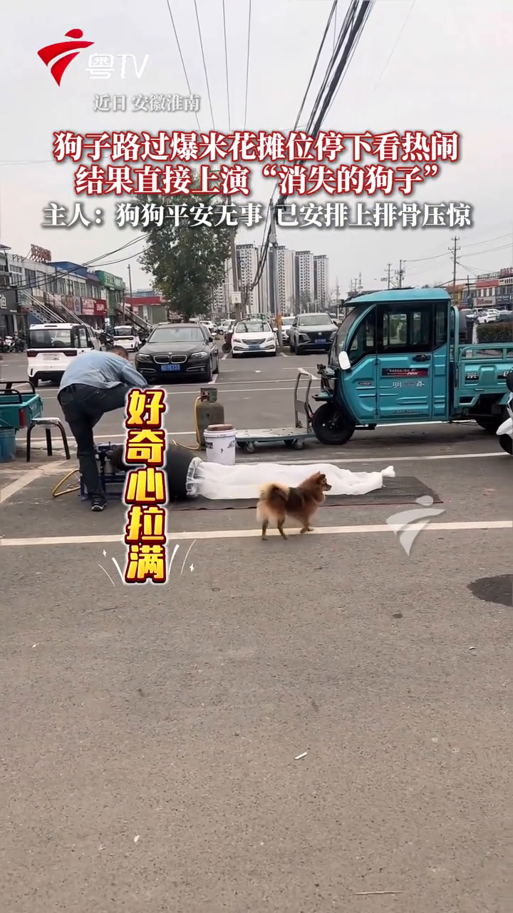 狗子路过爆米花摊停下看热闹，结果下一秒被大爷“一炮”蹦飞