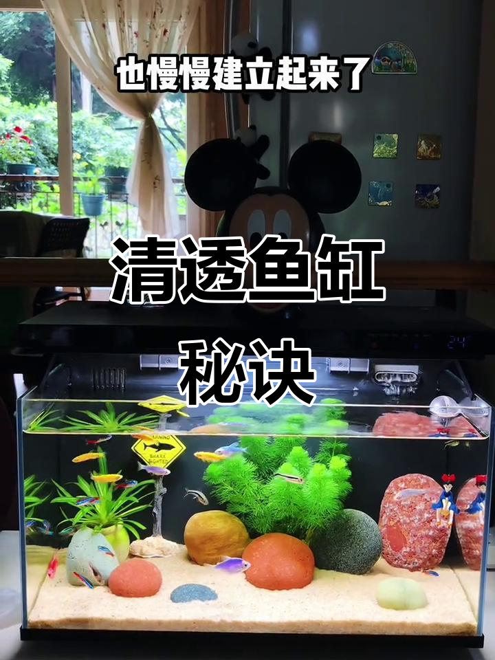 小米鱼缸变清透,工具鱼的功劳不可忽视!