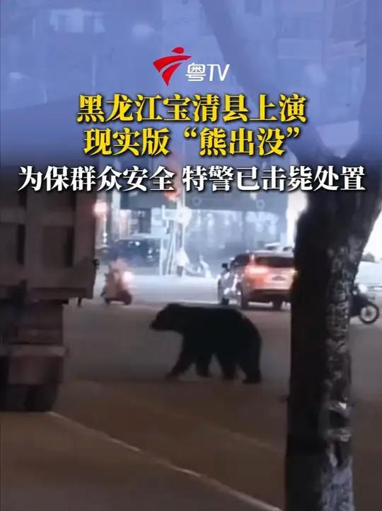10月22日晚,黑龙江省双鸭山市宝清县街头惊现一只黑熊。为保群众安全,特警果断击毙处置。目