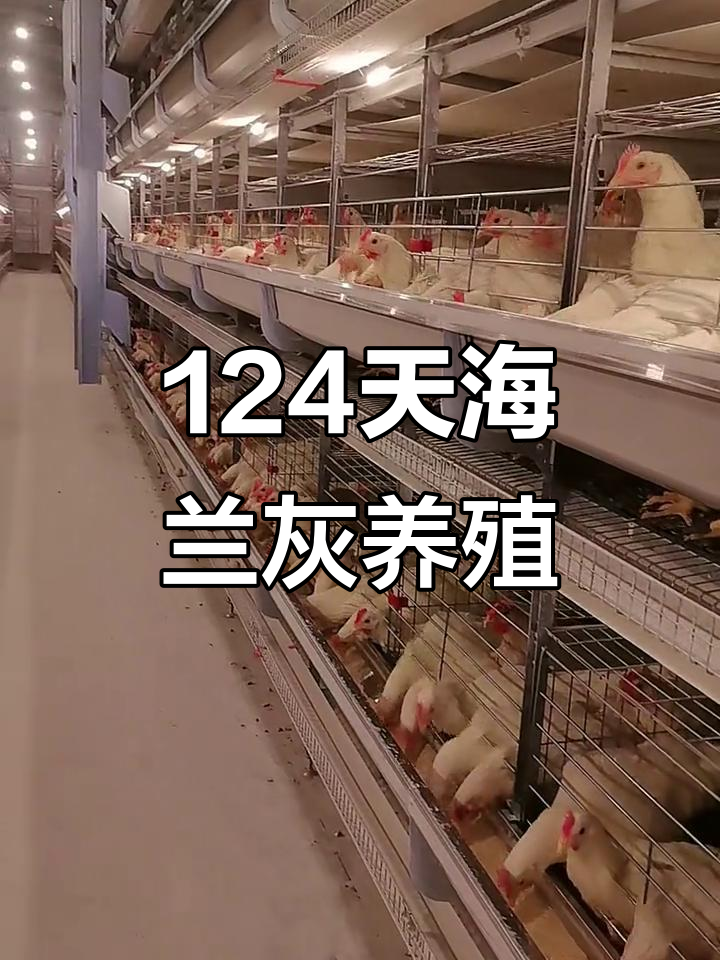 海兰灰蛋鸡124天养殖全纪录