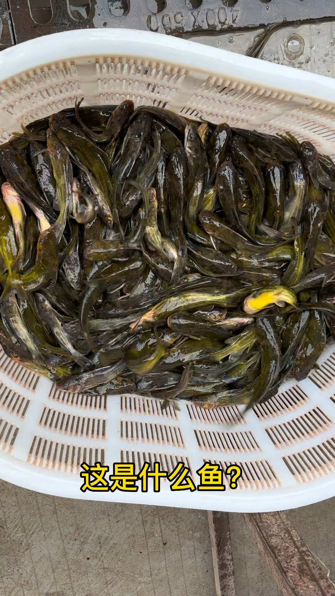 在南方地区有一种淡水鱼长得像鲶鱼还会模仿鸭子叫体表更是暗藏