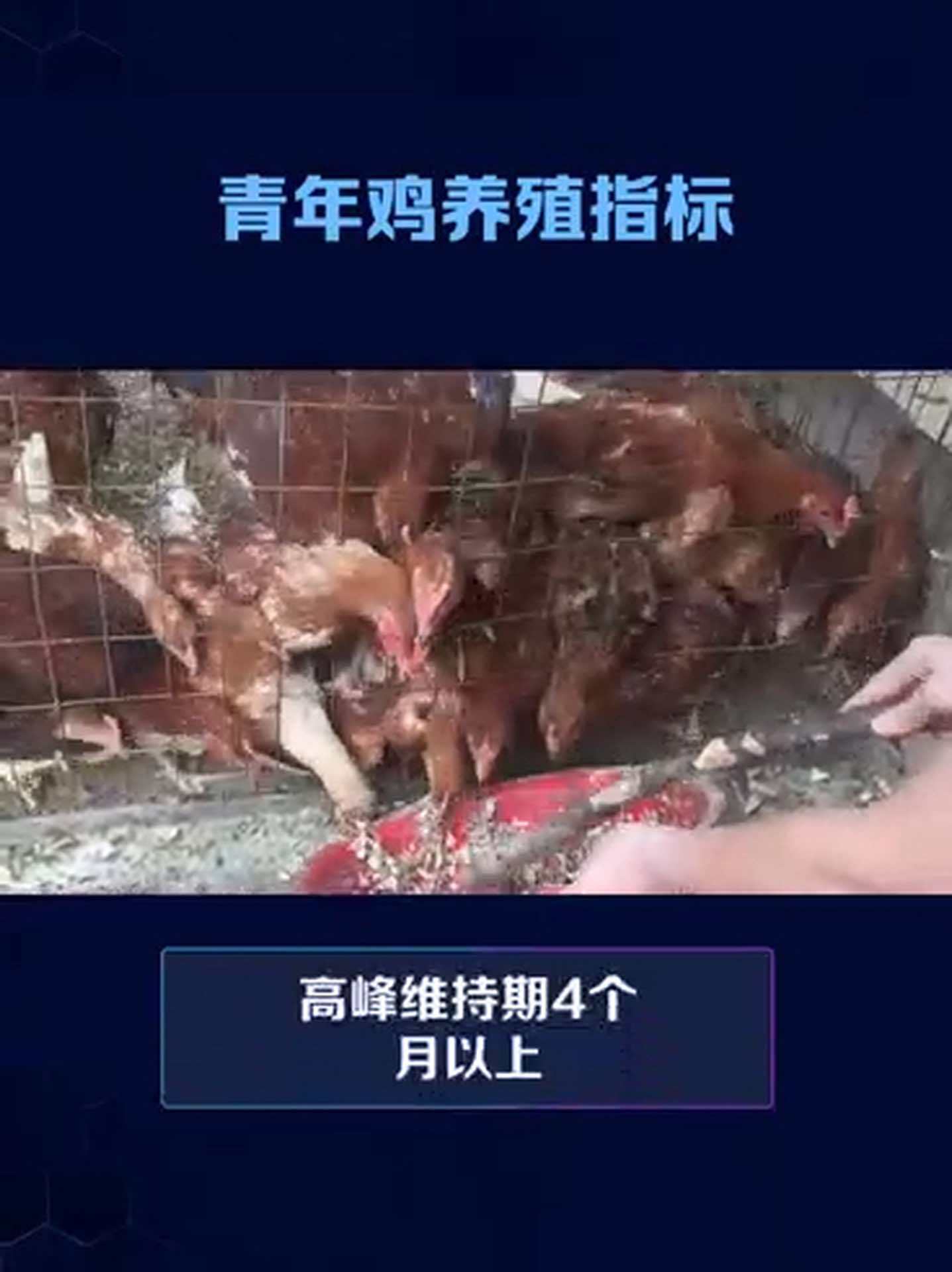 青年鸡饲养管理技术关键点。蛋鸡育雏 蛋鸡育成 青年鸡养殖 蛋小鸡 创业养鸡
