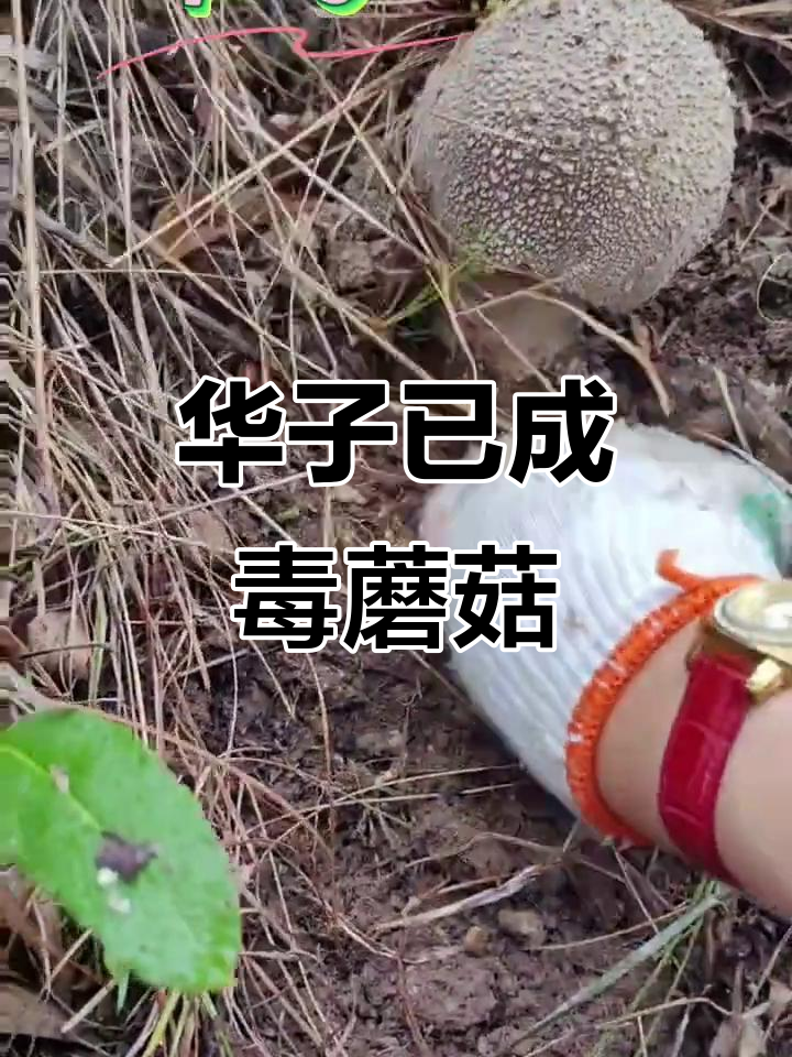 中华鹅膏曾是美味,如今变毒蘑菇!云南村民中毒事件引发警示