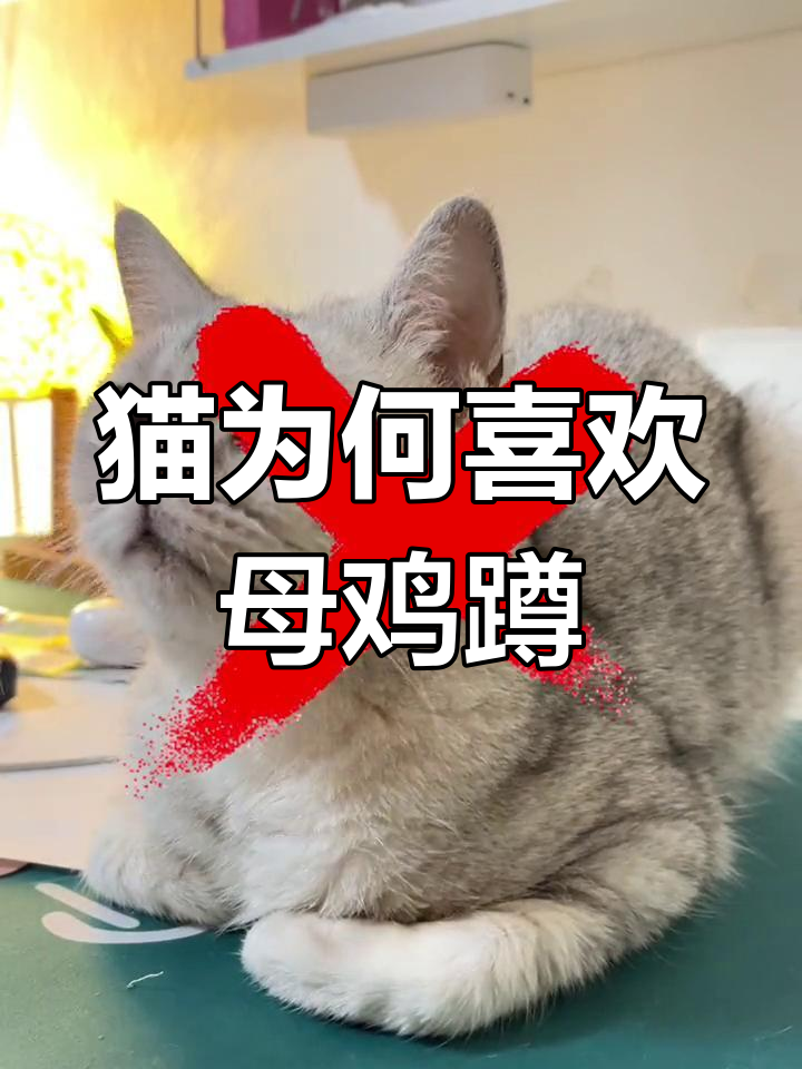 猫咪母鸡蹲的四种原因解析