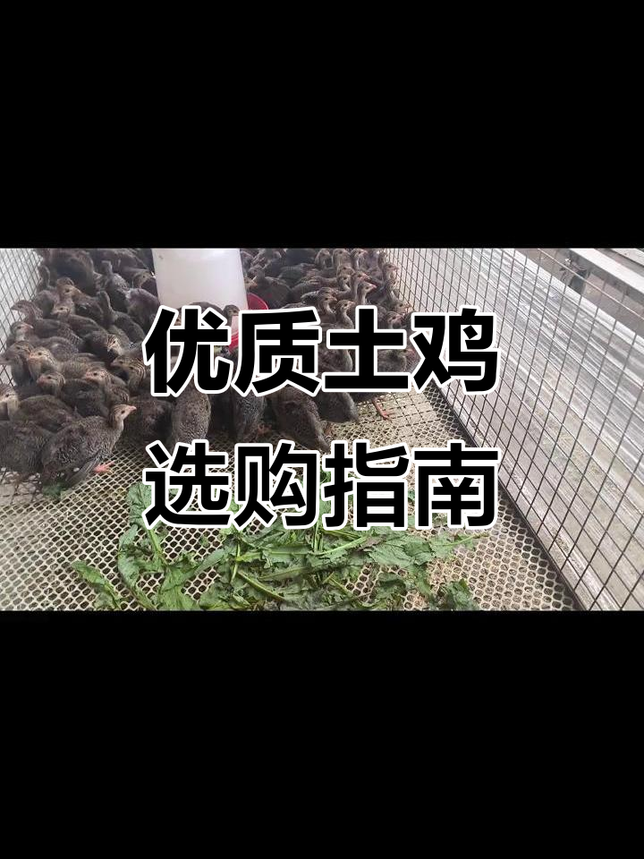 农村散养土鸡,优质珍珠子与黄公鸡等你来选