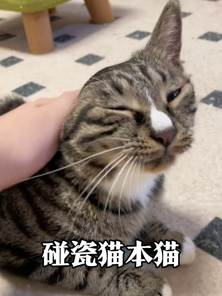 虎斑猫躺平任撸:碰爪就碰瓷,摸下巴秒变表情包