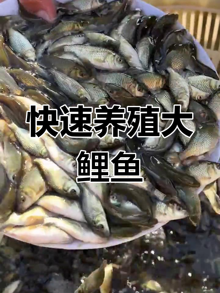 鲤鱼苗杂食生长快,稻田池塘皆可养,轻松长到10斤!