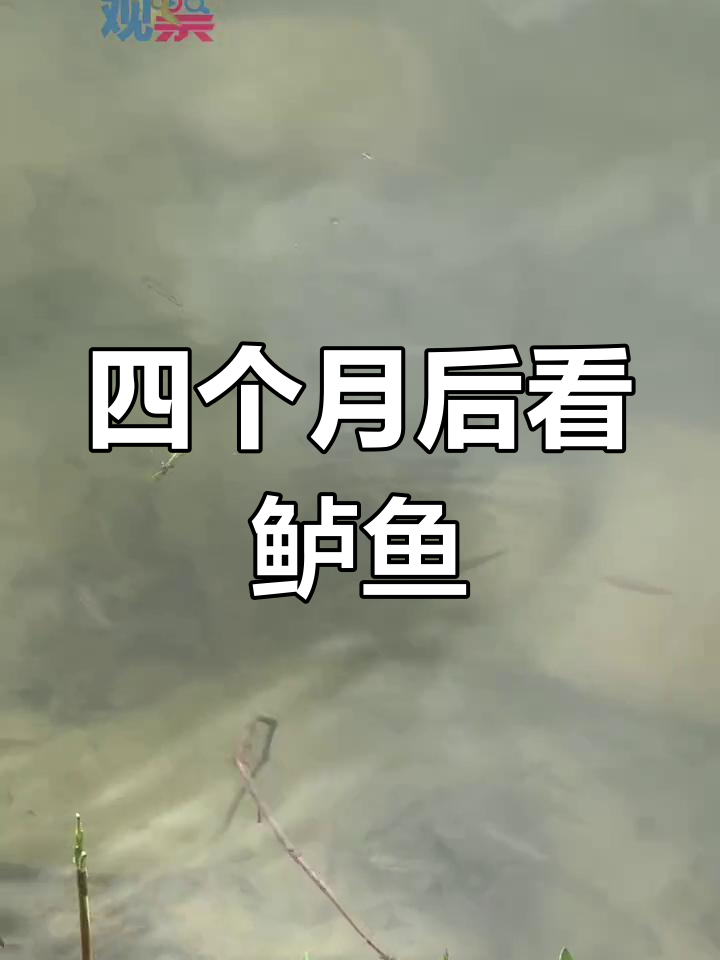 鲈鱼苗成长四个月,放流时机已到