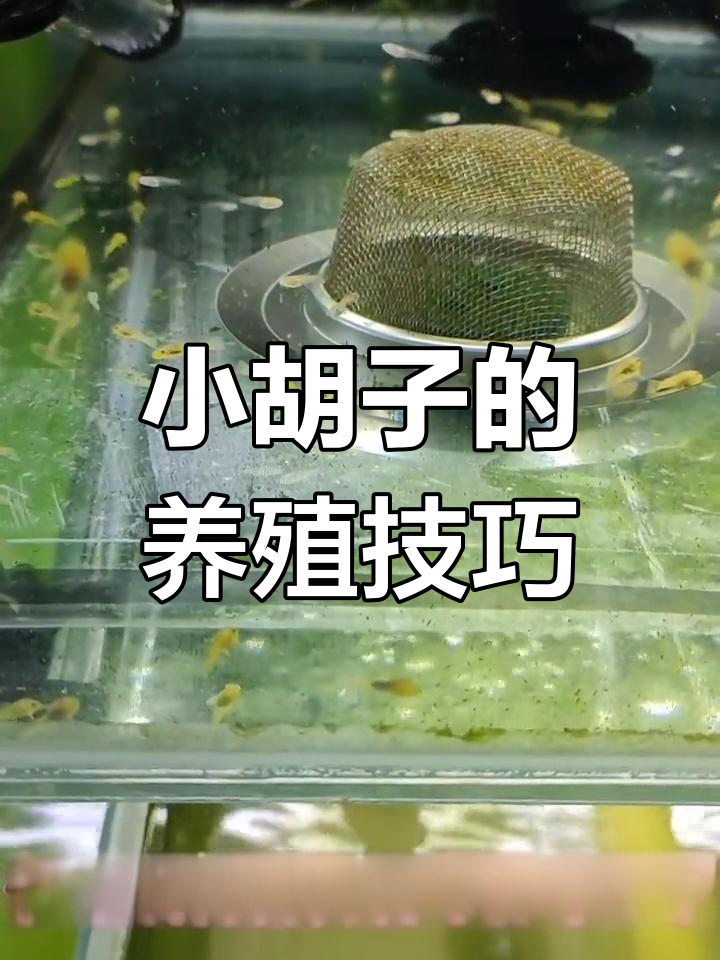 小胡子鱼成长记:从孵化到喂食全攻略