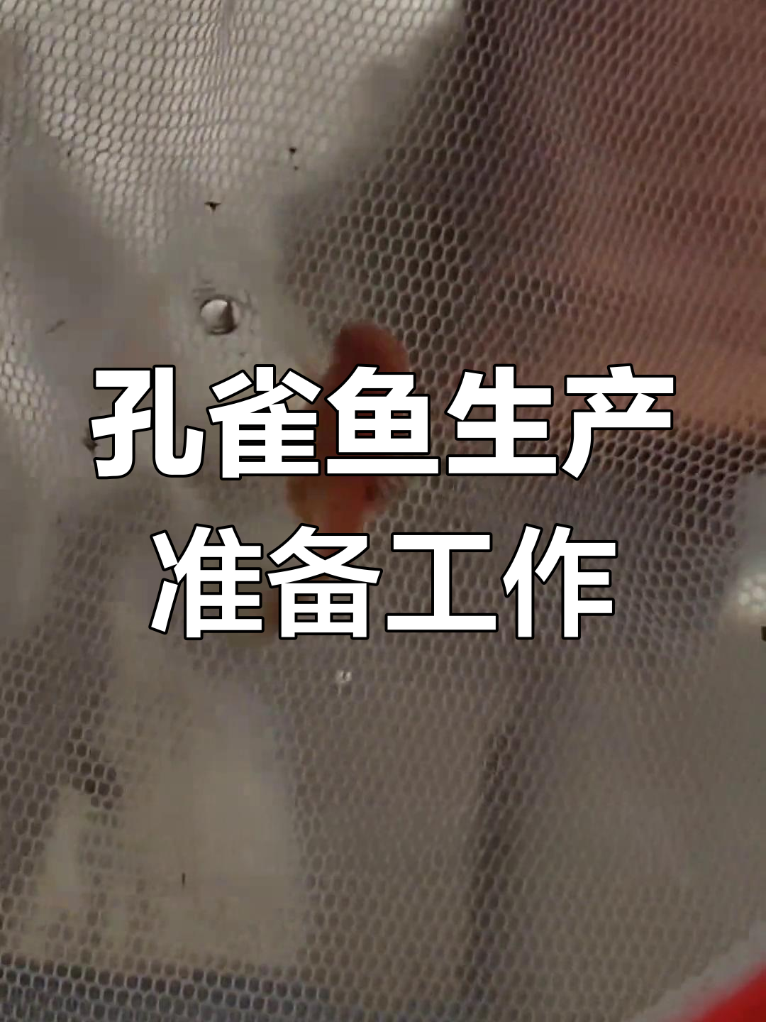 如何为米奇等胎生鱼准备产房,确保小鱼安全孵化