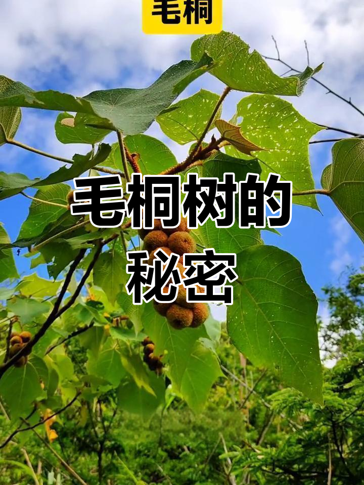 毛桐树:像葡萄一样的植物,根茎可入药