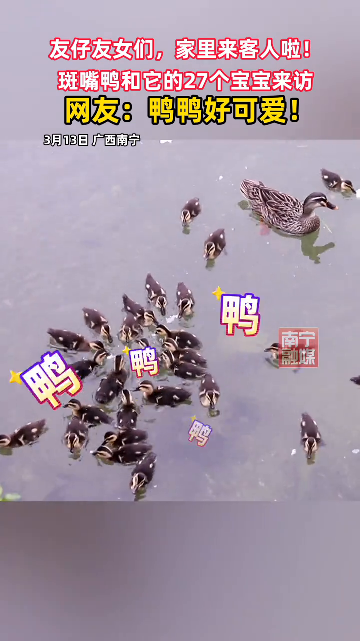 看鸭,真减压!南宁市南湖公园这群“野生鸭宝宝”太可爱啦