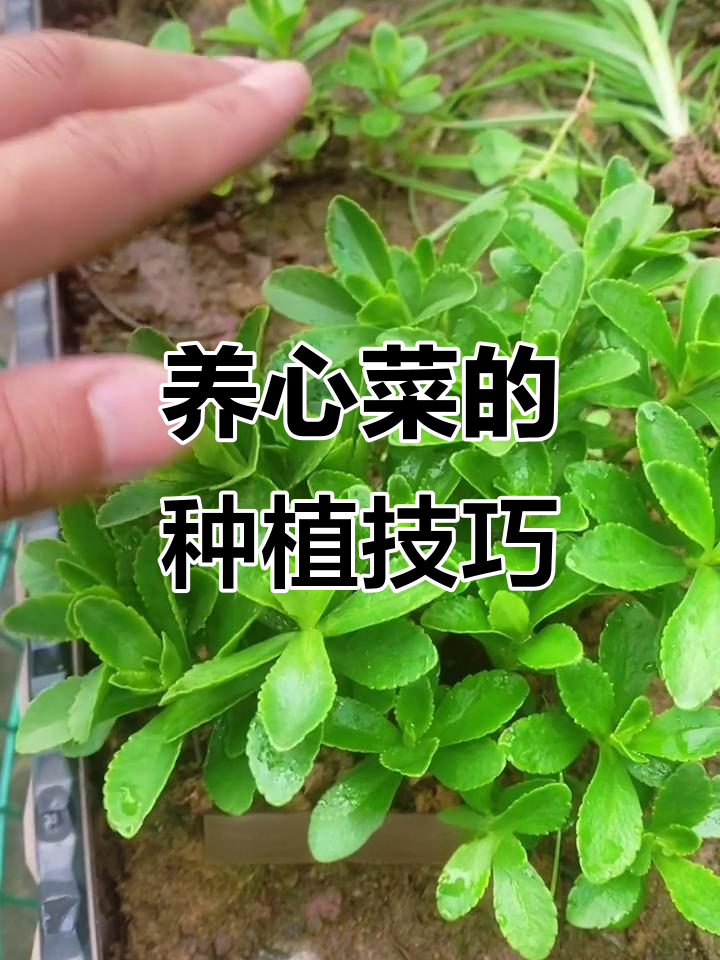 高钙养心菜,从根苗到嫩芽的成长过程