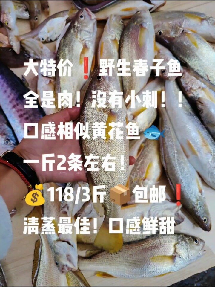 野生花划(春子鱼)118/3斤包邮