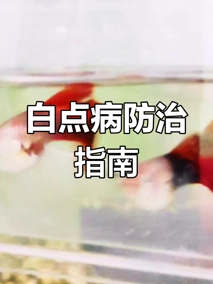 孔雀鱼白点病防治,了解预防措施很重要!