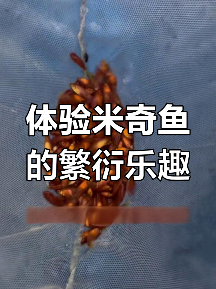 米奇鱼繁殖全攻略:从观察怀孕到小鱼出生