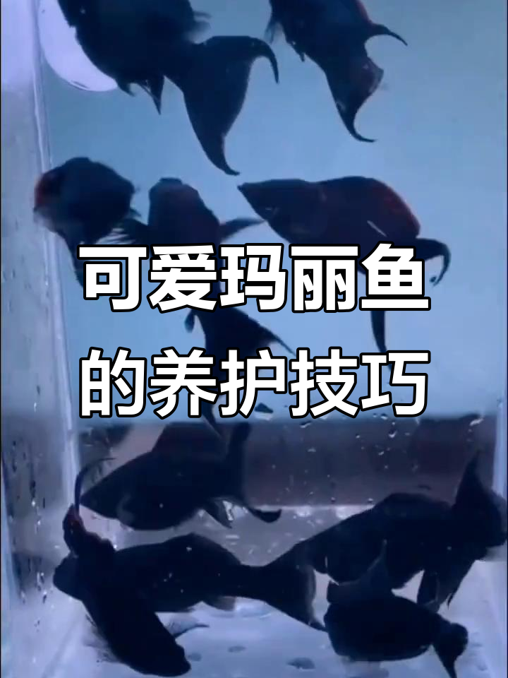 玛丽鱼:温和清洁又易繁殖,带你了解热带小精灵