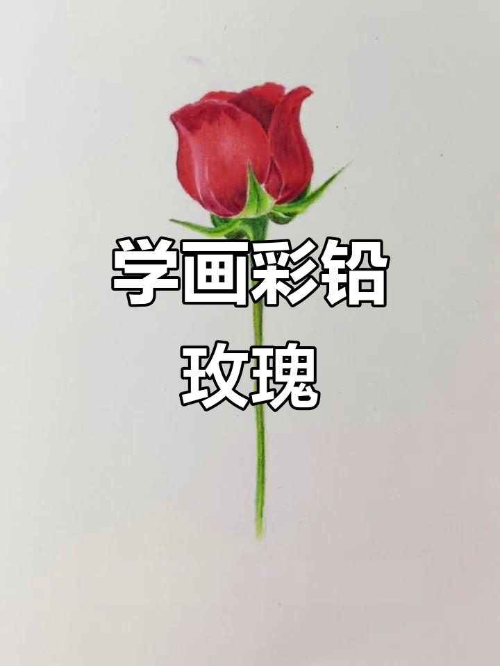 零基础彩铅玫瑰花教程，简单步骤教你画出美丽花朵