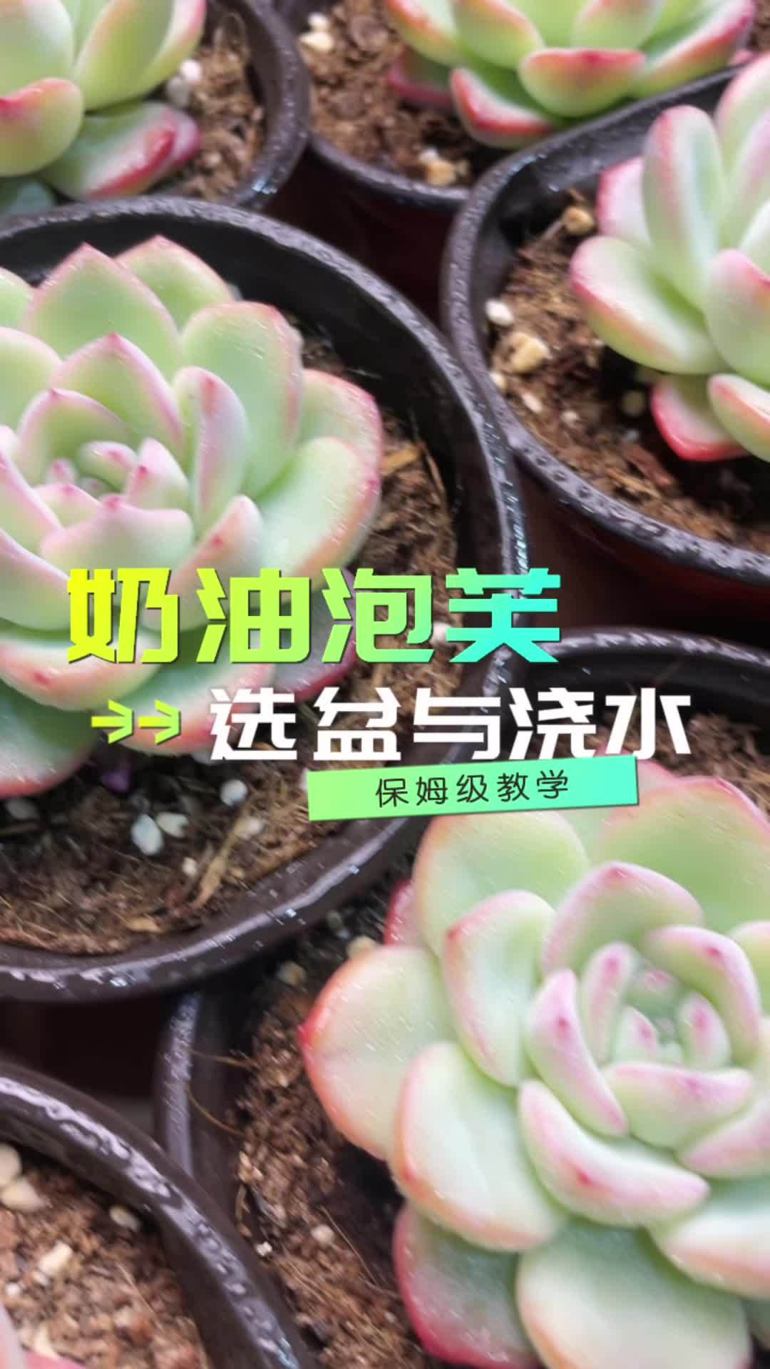 买了咱们奶油泡芙的姐姐们,看过来。按照这个办法去选盆和浇水,晶莹剔透属于你!多肉植物 多肉