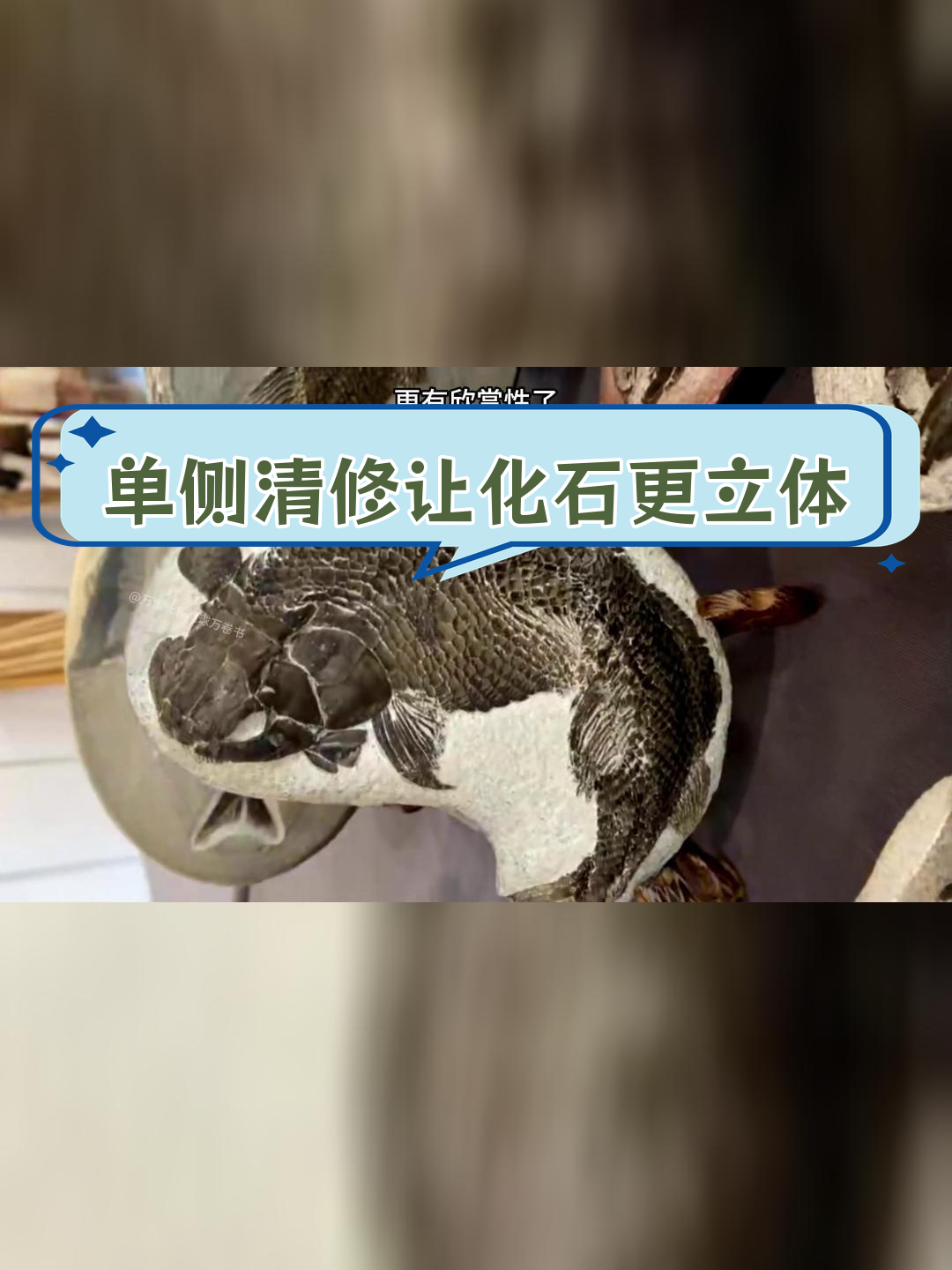 鱼化石修复技术突破,立体感大幅提升