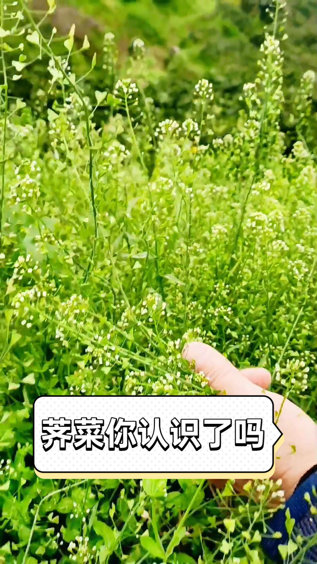 荠菜你认识了吗