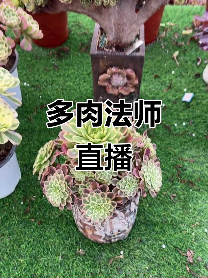 每天早晚,直播分享多肉法师养护技巧