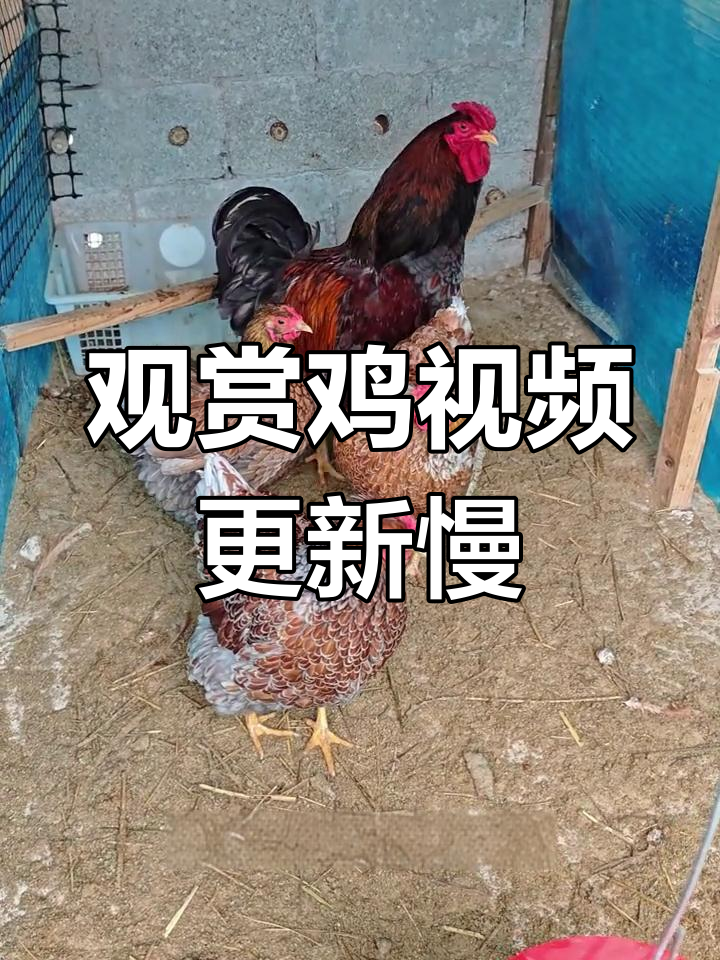 最近忙又冷,怀特鸡更新少,但它们真好看