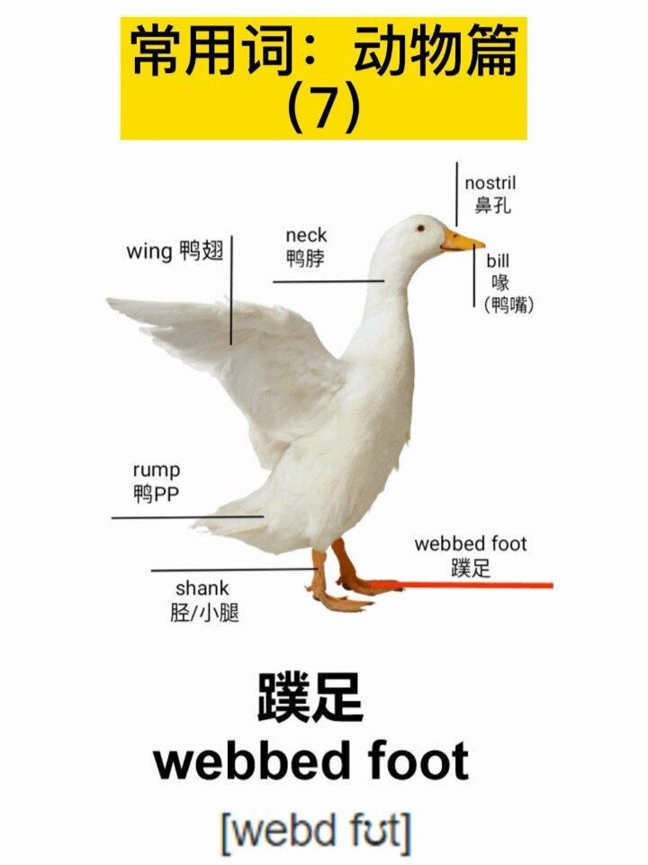 鸭子各个部分,英语都怎么说?