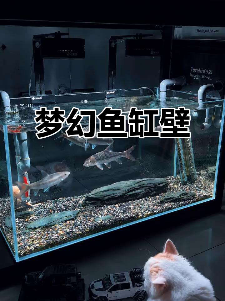 这条蝴蝶鲤,让鱼缸秒变梦幻壁纸!