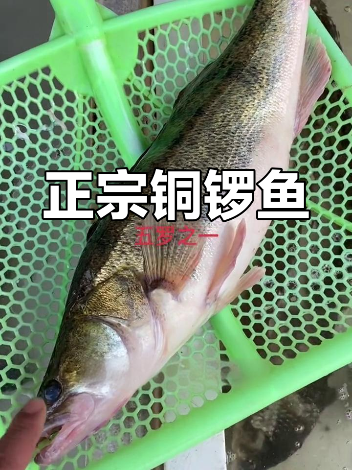 铜锣鱼的历史与特色
