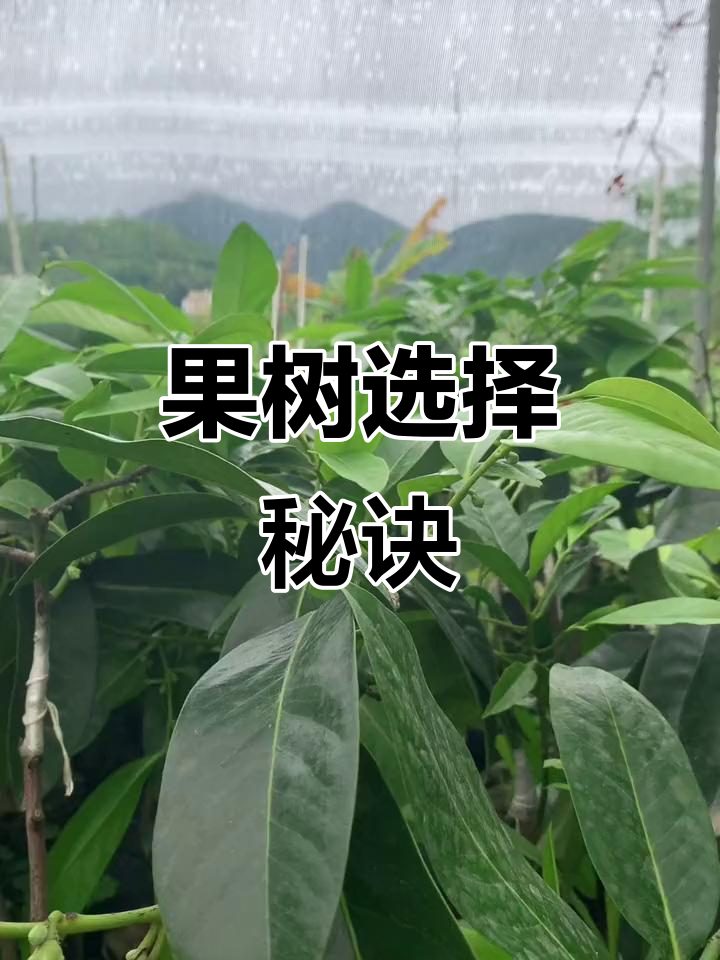 想要果树常结果,选四季开花品种,机会来了别错过!