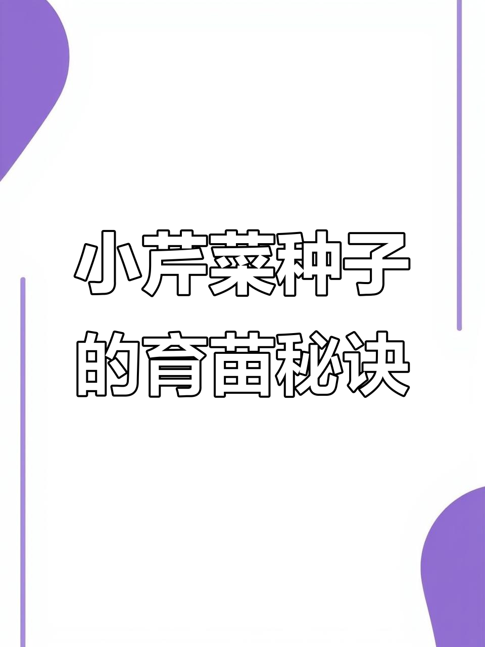 芹菜种子小,如何高效育苗?高温期技巧大公开