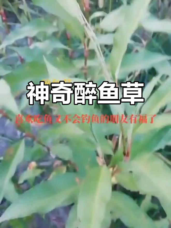 醉鱼草:农村常见却神奇的捕鱼工具,你见过吗?