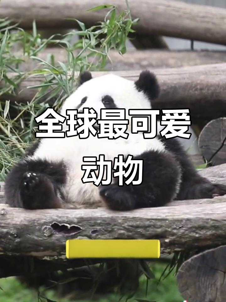 CNN评选全球最萌动物,前五名让人无法抗拒!