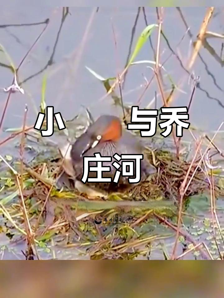 青川小水鸭：潜水高手，濒临灭绝的可爱生物