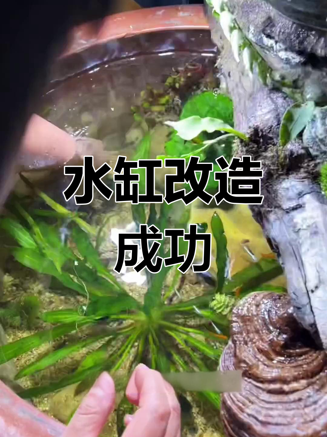 破水缸变生态鱼缸,改造全过程揭秘
