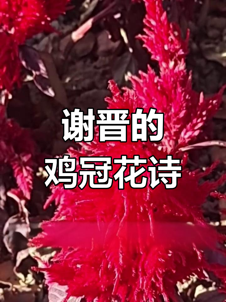 谢晋与鸡冠花的诗意对话,凤尾鸡冠花的故事