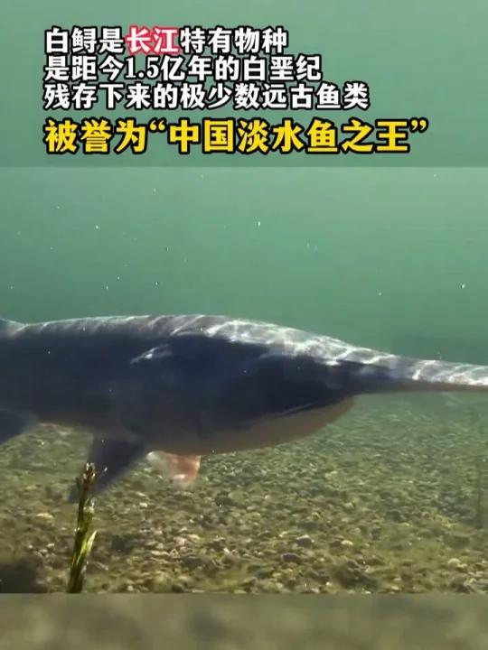 痛心!距今1.5亿年的长江白鲟宣布灭绝