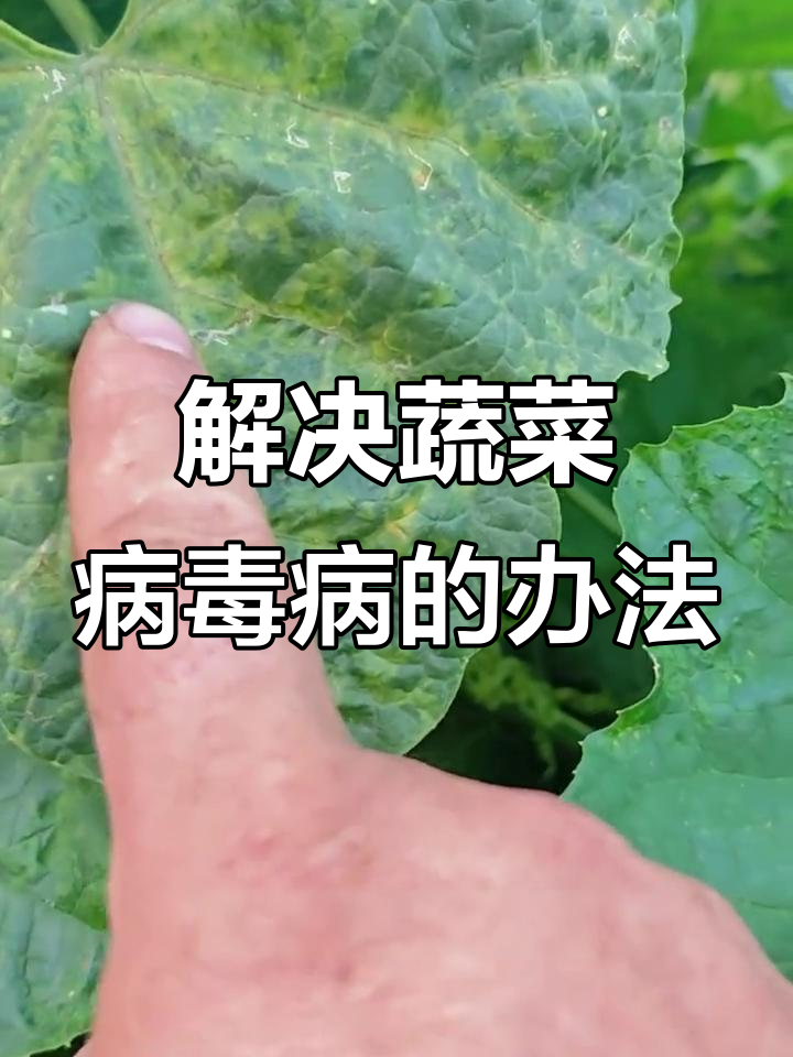 蔬菜病毒病如何防治?蚜虫和摩擦传播途径揭秘