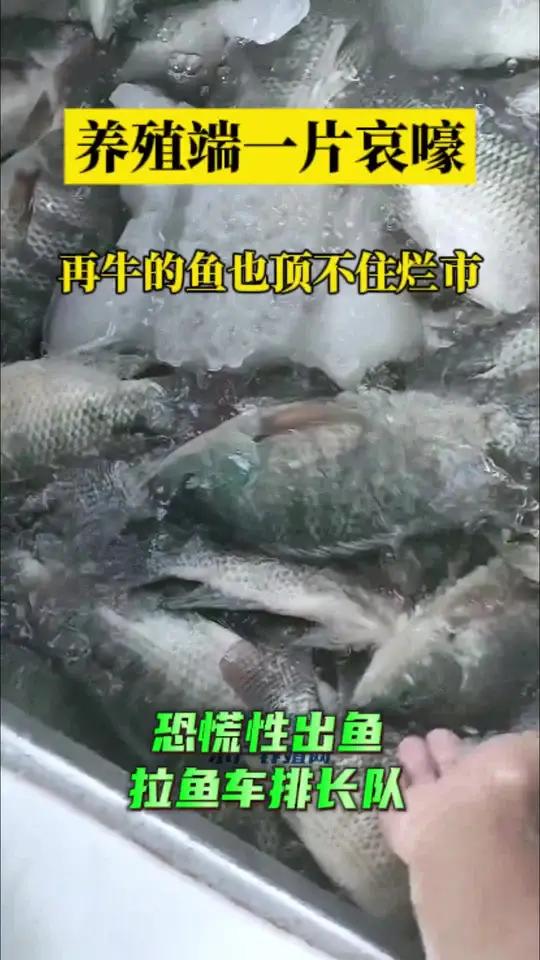 上市增多消费乏力,罗非鱼也顶不住跌价了!市场有恐慌出鱼现象,导致鱼价暂陷入止不停下跌……水