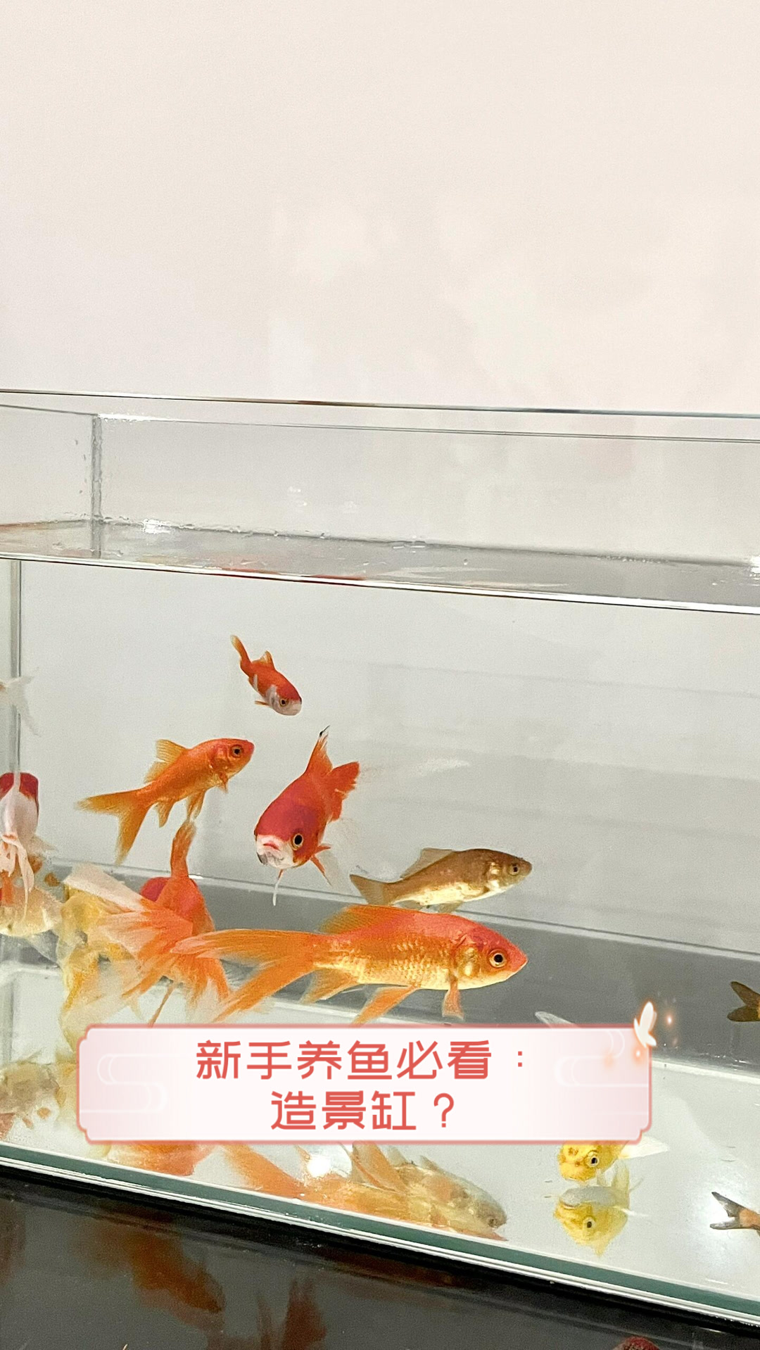 新手养鱼必看：造景缸？