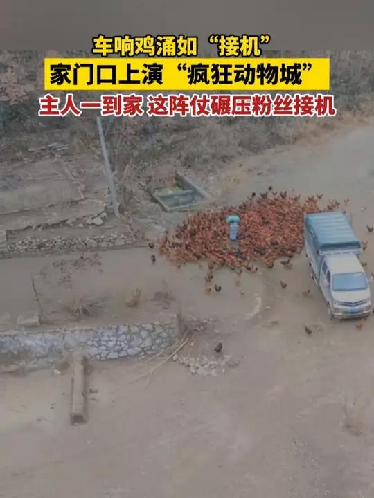 近日,贵州一养鸡场内上演硬核应援。车辆一响,鸡群闻声而动,瞬间包围,让主人回家之路“寸步难