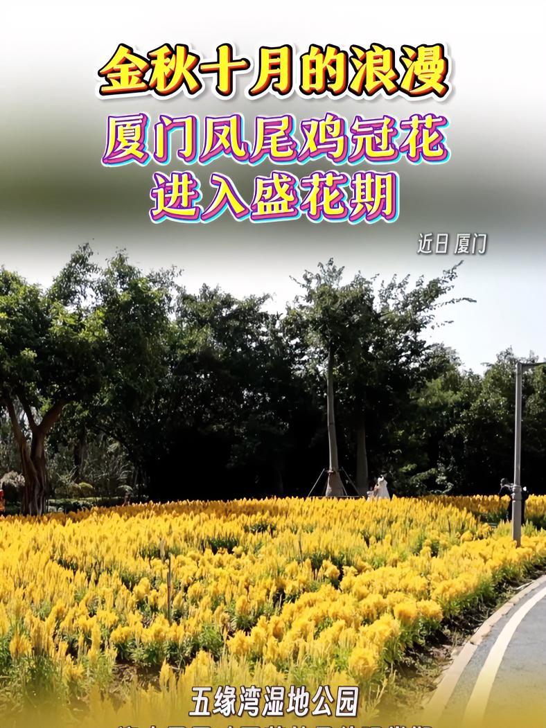 金秋十月的浪漫~厦门凤尾鸡冠花进入盛花期 厦门 凤尾鸡冠花 浪漫