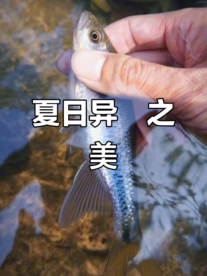 夏季异鱲色彩惊艳,美得让人心动