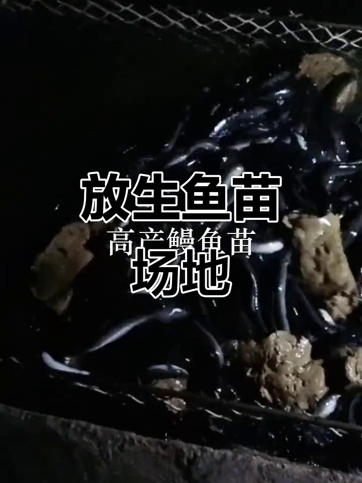 东莞、中山与深圳鱼苗场,放生鱼的理想选择