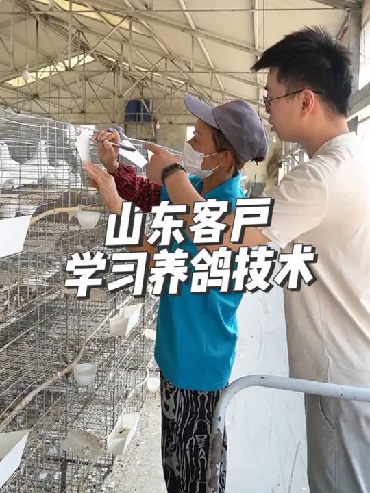 山东客户→天成鸽业!取经养鸽技术,这趟值了! 肉鸽养殖养鸽子养殖技术高产种鸽农村养殖